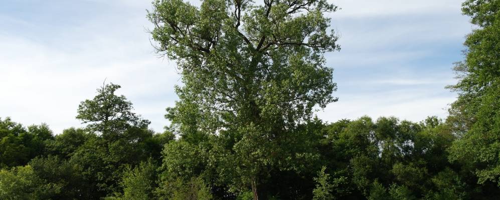 
            Фотография деревни Рабковичи