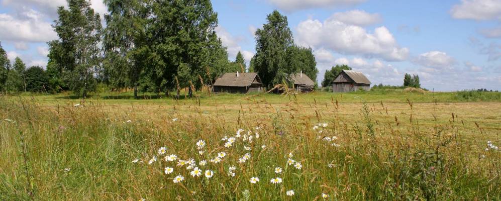 Фотография Палома