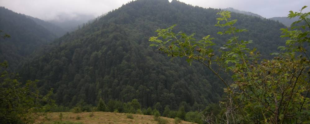 Фотография Квайсы