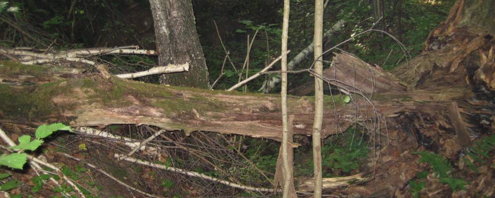 Фотография Вязищей