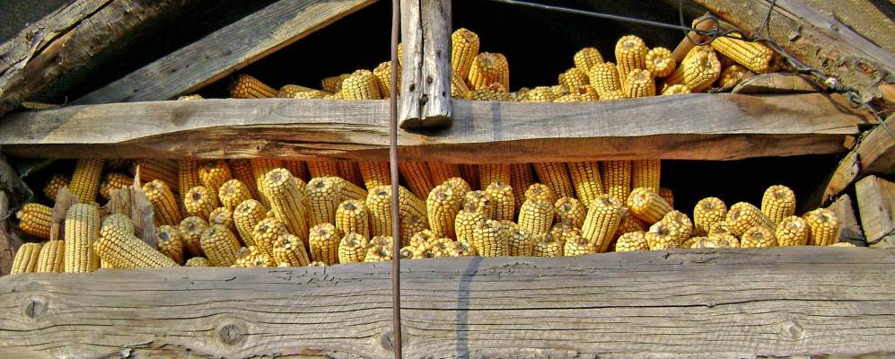 
            Фотография Погоанеле