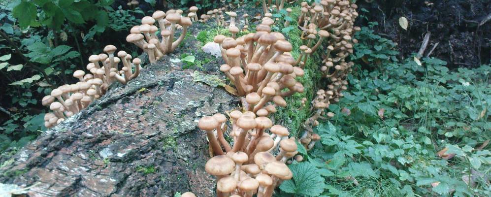 
            Фотография Климентовичи