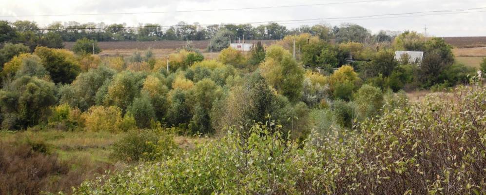 
            Фотография Гремучего