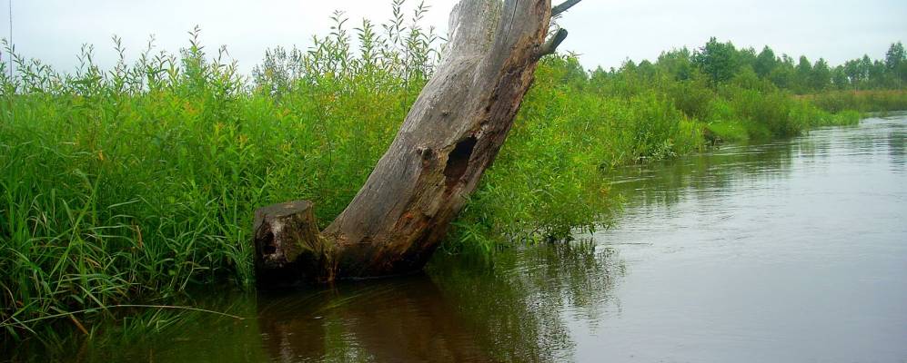 
            Фотография Малиновки
