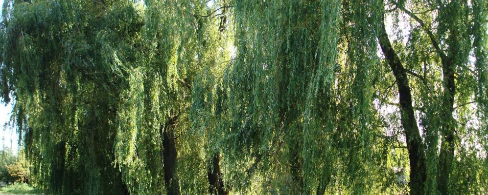 
            Фотография Пашковки