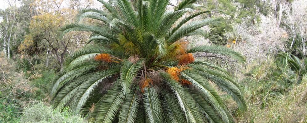 
            Фотография Арчены