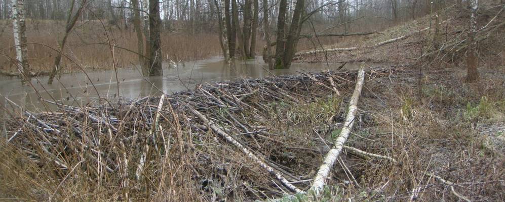 
            Фотография Горностаево