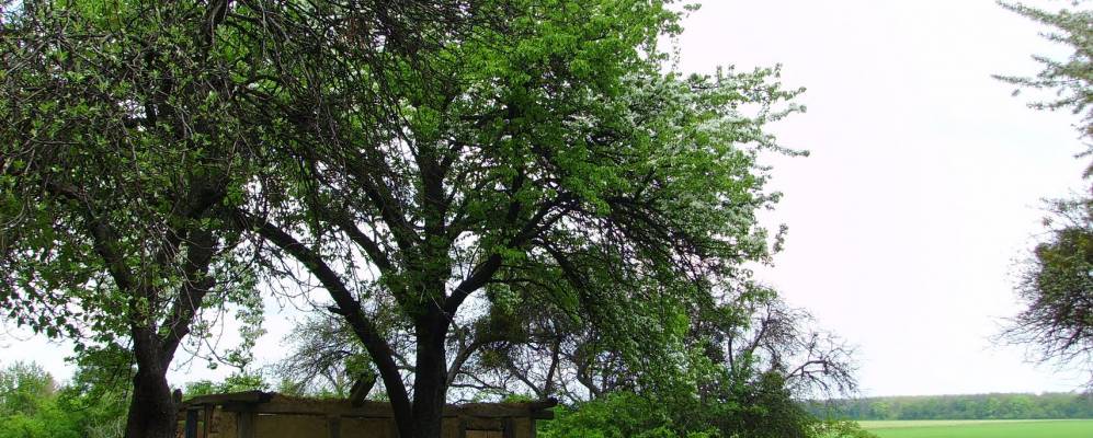 
            Фотография Веселого