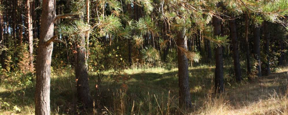 Фотография Родников