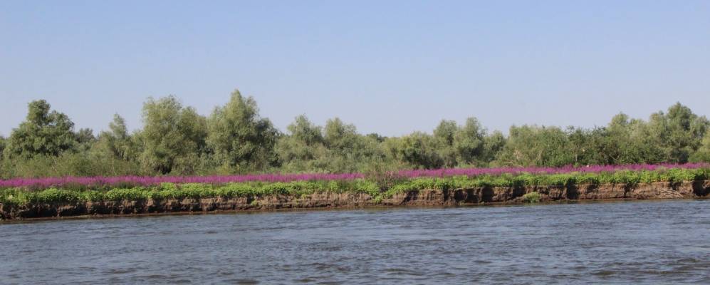 три протока астраханская область карта. протока астрахань. река царев. нижняя волга астраханская область. ерик малая дарма астрахань.