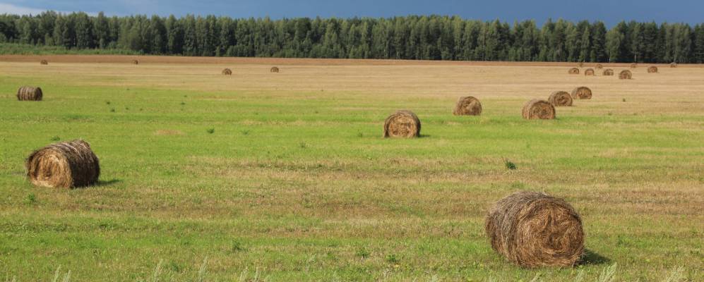 
            Фотография Деменино