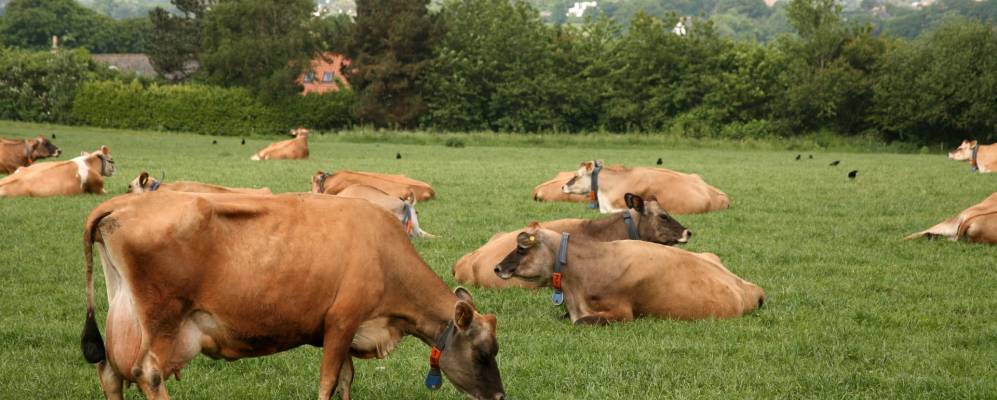 Фотография Джерси