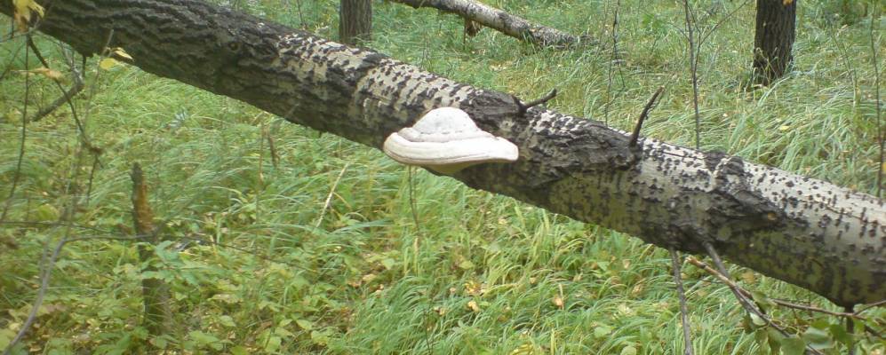 
            Фотография Первомайского (Восточного)