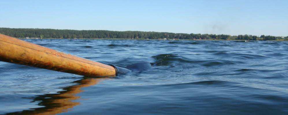 
            Фотография Горохового Озера