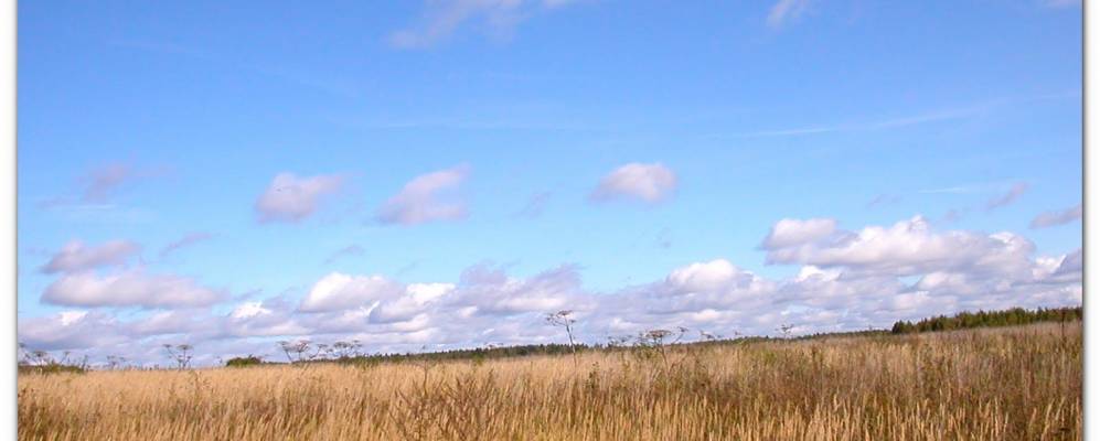 
            Фотография Самородки