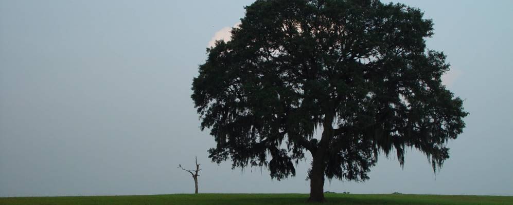 
            Фотография Сагармилл Вудса