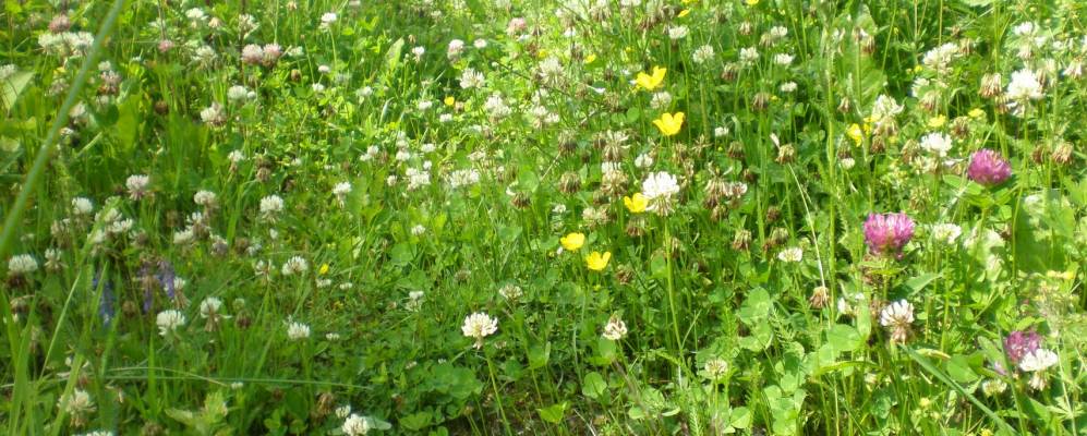 Фотография деревни Большие Хмелищи