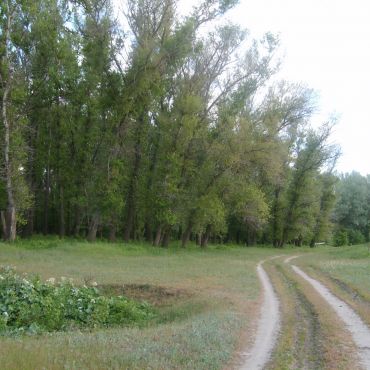 Арчединского Лесхоза