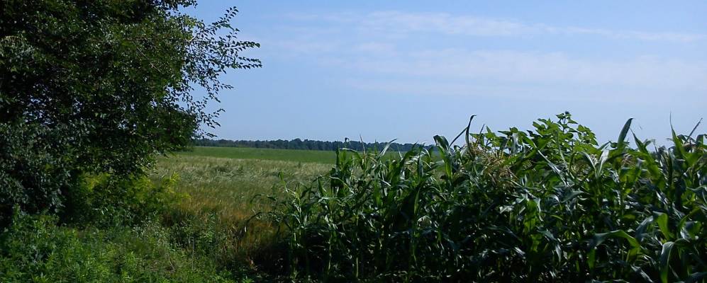 Фотография Березовки