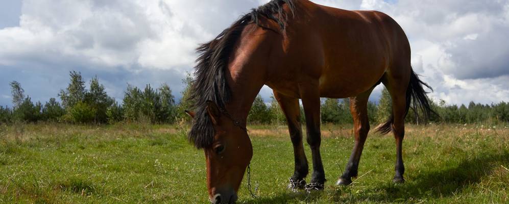 
            Фотография деревни Старомлыны