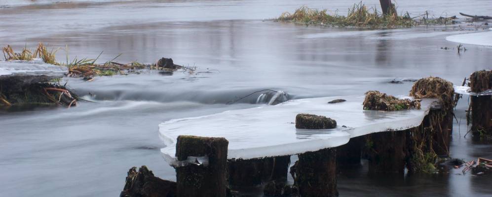 Фотография Рагозницы