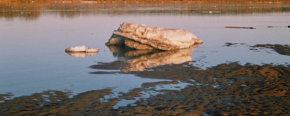 Фотография Летопалы