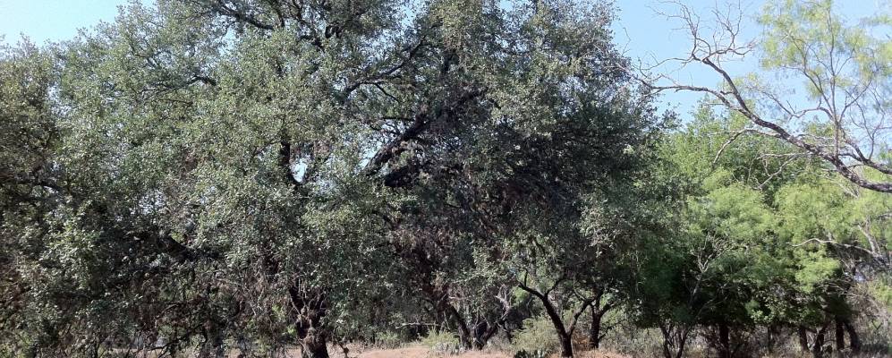 
            Фотография Лаго Висты