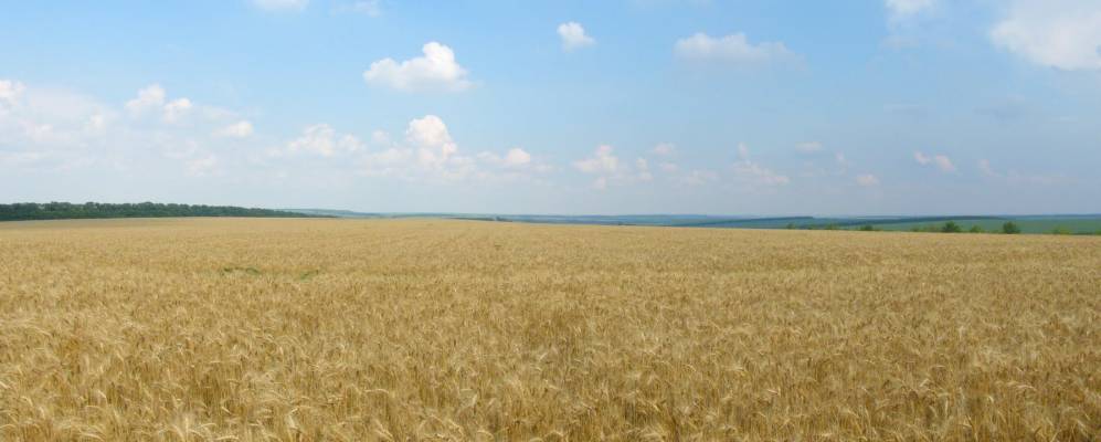 
            Фотография Крутенького