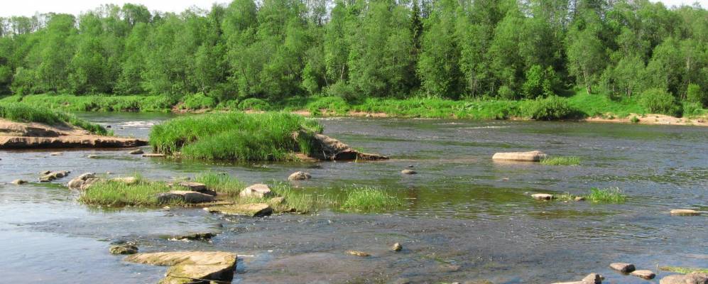 
            Фотография Хвощевика