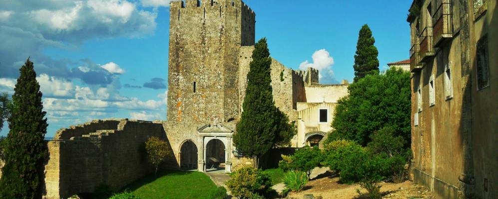 Фотография Пальмелы