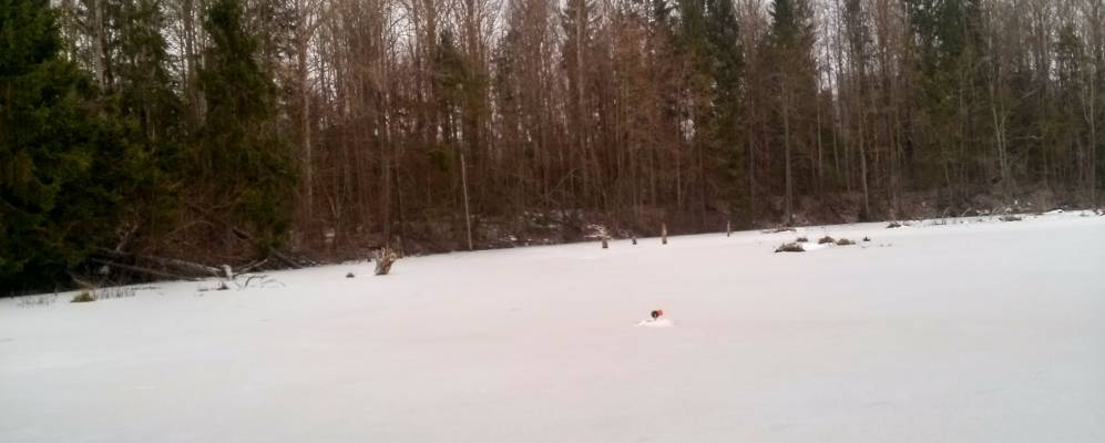 
            Фотография деревни Верхние Луги