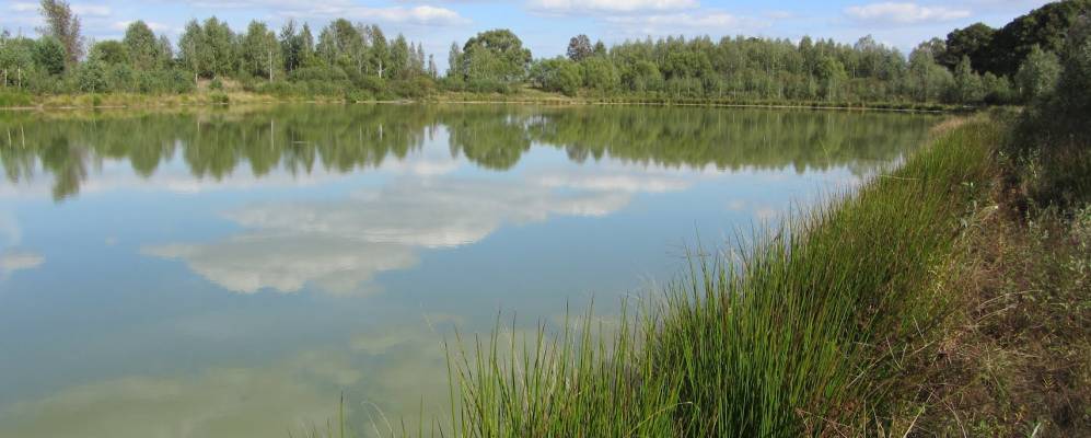 
            Фотография Караси