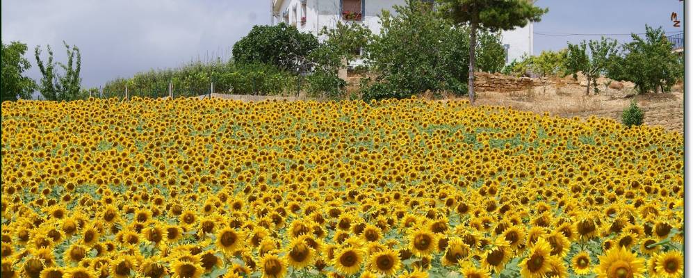
            Фотография Арандигойен