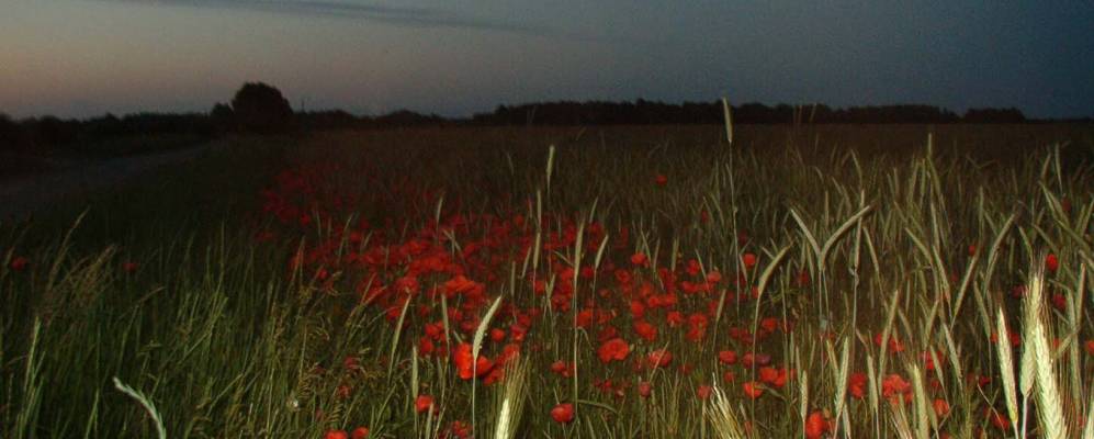 Фотография Ханьков