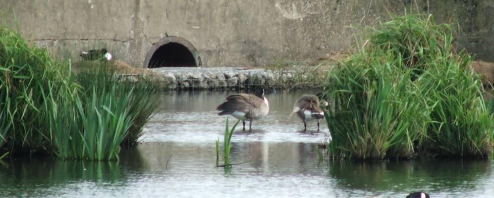 
            Фотография Митчам