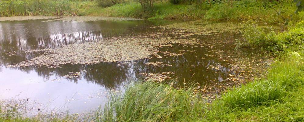 Фотография Гаврино