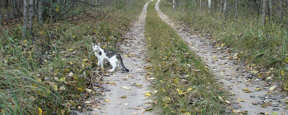 
            Фотография Березки