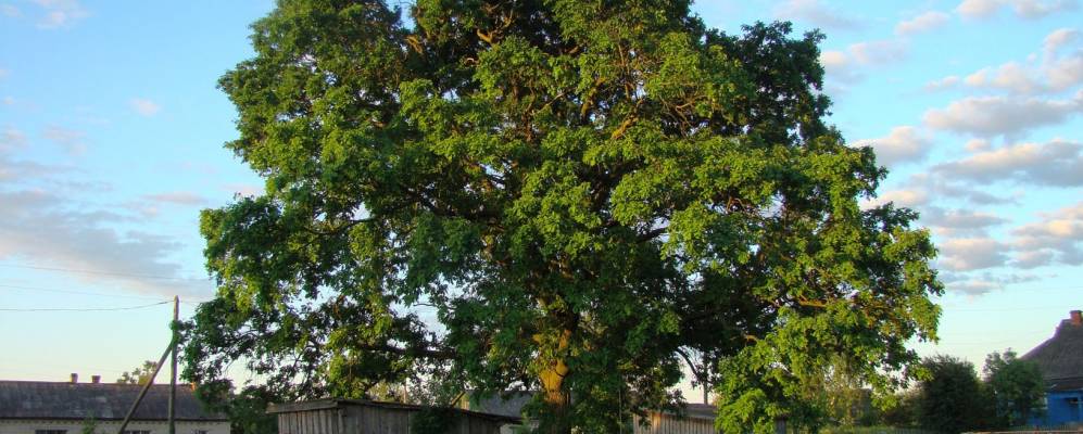 
            Фотография Мясниково