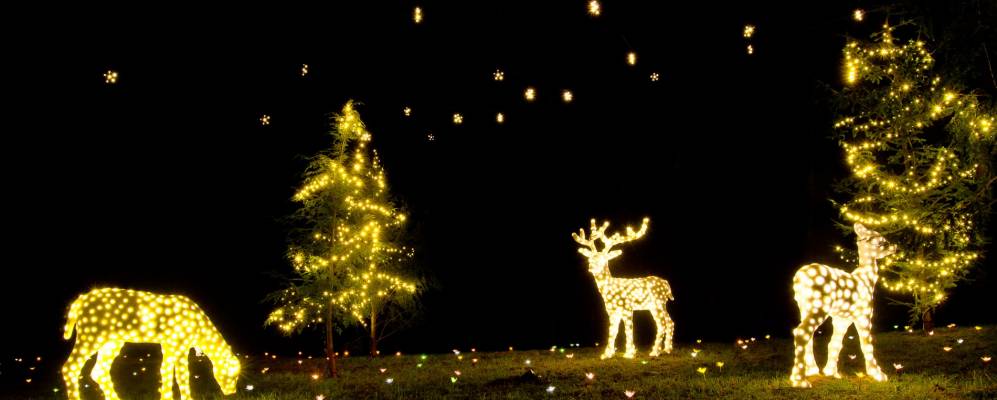 
            Фотография Легджуно