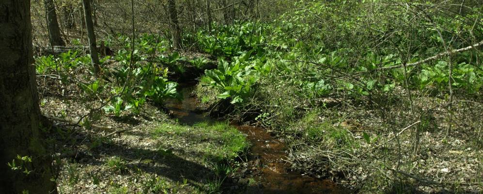 
            Фотография Джиббсборо