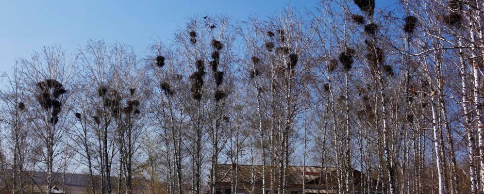 
            Фотография Восточного