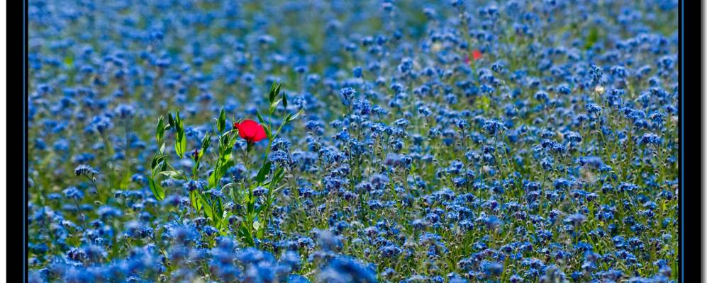 
            Фотография Веллерона