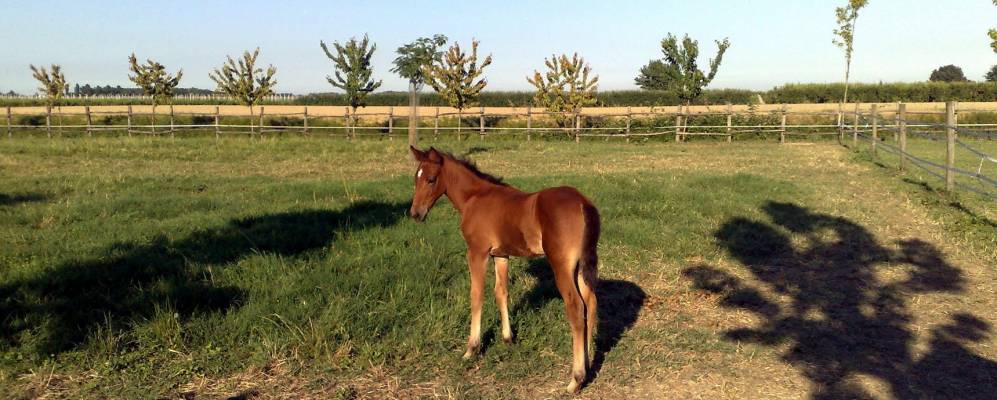 
            Фотография Мази Торелло