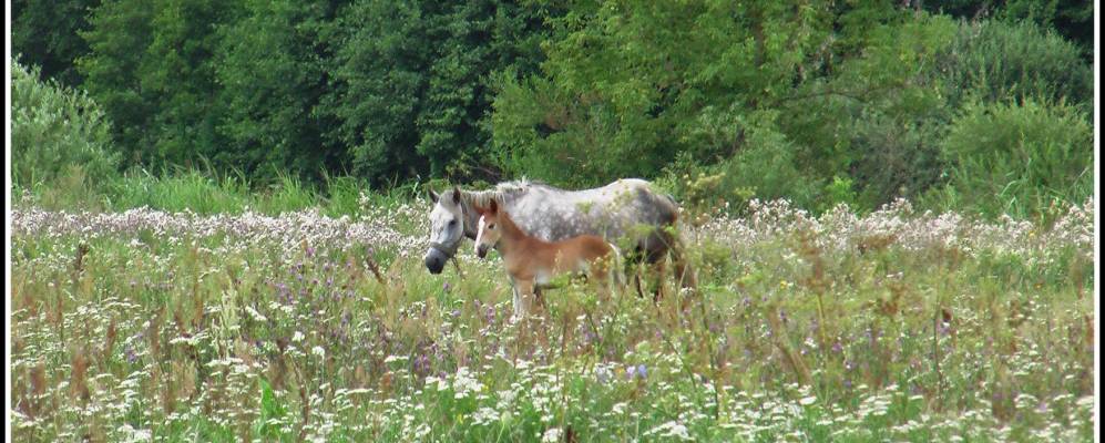 
            Фотография Скоморохи