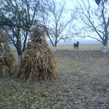 Трибуховка