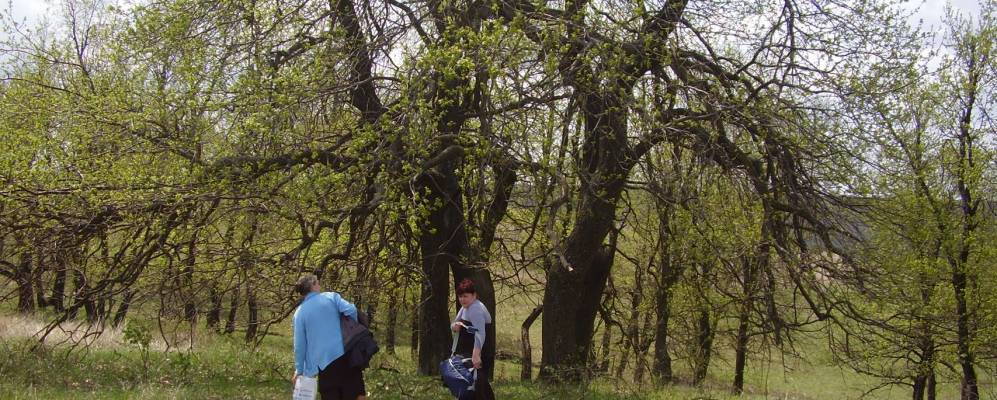 
            Фотография Дурбайлы