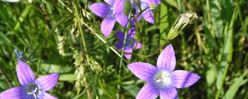 Фотография Лядов