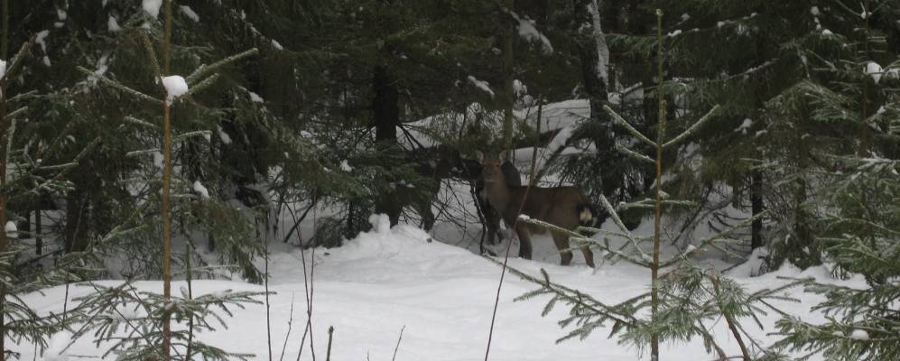 
            Фотография Малахово