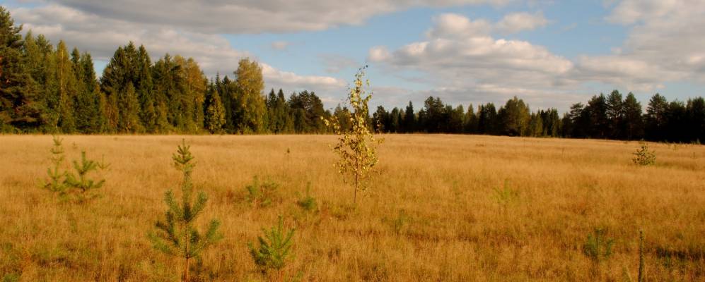 
            Фотография Ягницы