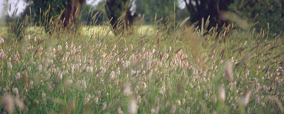 
            Фотография Эпена